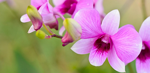 DENDROBIUM Orchids