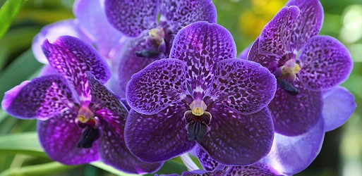 VANDA Orchids